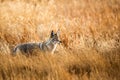 Wild coyote hunting in a grassy field in the winter