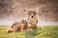 Wild coyote lays in a grassy field, looking at the camera with a calm expression