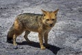Wild coyote in mountain on the altiplano. Royalty Free Stock Photo