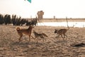 Wild coyote plays with two dogs on the sandy beach