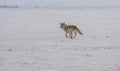 Wild Coyote Prairies Royalty Free Stock Photo