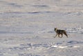 Wild Coyote Prairies Royalty Free Stock Photo