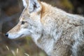 Wild Coyote Prairies Royalty Free Stock Photo