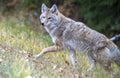 Wild Coyote Prairies Royalty Free Stock Photo