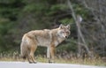 Wild Coyote Prairies Royalty Free Stock Photo