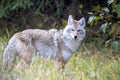 Wild Coyote Prairies Royalty Free Stock Photo