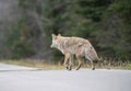 Wild Coyote Prairies Royalty Free Stock Photo
