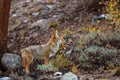 Wild Coyote in Sierra mountains under tree
