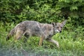 Wild Coyote walks through the tall grass at Cades Cove.