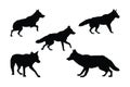 Wild coyote wolf on a white background silhouette set vector. Carnivore coyote walking in different positions silhouette bundle.