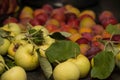 Wild Crab Apples and Plums For Making Jelly