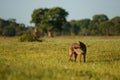 Wild crab eating fox or maikong in brazilian pantanal.