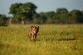 Wild crab eating fox or maikong in brazilian pantanal.