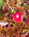 Wild cramberry Oxycoccus, riping in moss macro, selective focus, shallow DOF