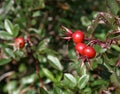 Wild Cranberries