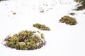 Wild cranberries lowbush in the snow