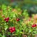 Wild cranberries. Vaccinium vitis-idaea