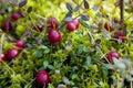 Wild cranberry Royalty Free Stock Photo