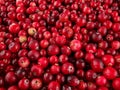 Wild cranberry berries close-up, selective focus, picking wild berries, benefits
