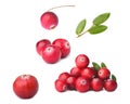 Wild cranberry Royalty Free Stock Photo