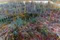 Wild cranberry on moss, berries