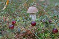 Wild cranberry mushrooms macro closeup photography