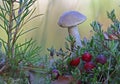 Wild cranberry mushrooms macro closeup photography