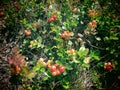 Wild Cranberry Shrubs Romania Royalty Free Stock Photo