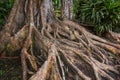 Wild and Crazy Mangrove Roots