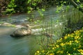 Wild creek Royalty Free Stock Photo