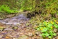 Wild creek and Marsh Marigold flowers in Hybicka tiesnava gorge Royalty Free Stock Photo