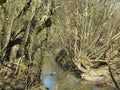 Wild Creek in Spring