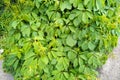 Wild creeper or Partenocissus close-up. .Partenocissus with juicy bright green leaves and young shoots on the fence.