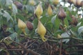 Creepers lotus buds