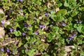 Wild creeping Charlie growing in a sunny residential grass lawn Royalty Free Stock Photo