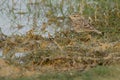 Crested Lark by a lagoon