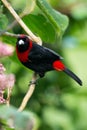 Crimson-collared Tanager