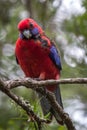 Wild Crimson Rosella, Queen Mary Falls, Queensland, Australia, March 2018 Royalty Free Stock Photo