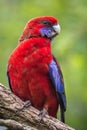 Wild Crimson Rosella, Queen Mary Falls, Queensland, Australia, March 2018 Royalty Free Stock Photo