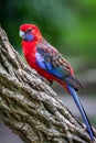 Wild Crimson Rosella, Queen Mary Falls, Queensland, Australia, March 2018 Royalty Free Stock Photo