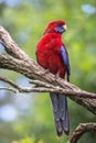 Wild Crimson Rosella, Queen Mary Falls, Queensland, Australia, March 2018 Royalty Free Stock Photo