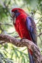 Wild Crimson Rosella, Queen Mary Falls, Queensland, Australia, March 2018 Royalty Free Stock Photo