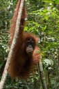 Wild and critically endangered Sumatran orangutan Pongo abelii in Gunung Leuser National Park in northern Sumatra, Indonesia. Royalty Free Stock Photo