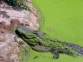 Wild croc Royalty Free Stock Photo