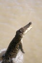 Wild Crocodile Royalty Free Stock Photo