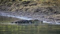 Wild crocodile lies on the bank of tropical river Royalty Free Stock Photo