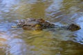 Wild Crocodile on the river Royalty Free Stock Photo