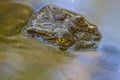 Wild Crocodile on the river Royalty Free Stock Photo