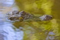 Wild Crocodile on the river Royalty Free Stock Photo