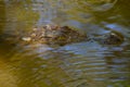 Wild Crocodile on the river Royalty Free Stock Photo